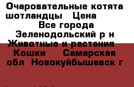 Очаровательные котята шотландцы › Цена ­ 2 000 - Все города, Зеленодольский р-н Животные и растения » Кошки   . Самарская обл.,Новокуйбышевск г.